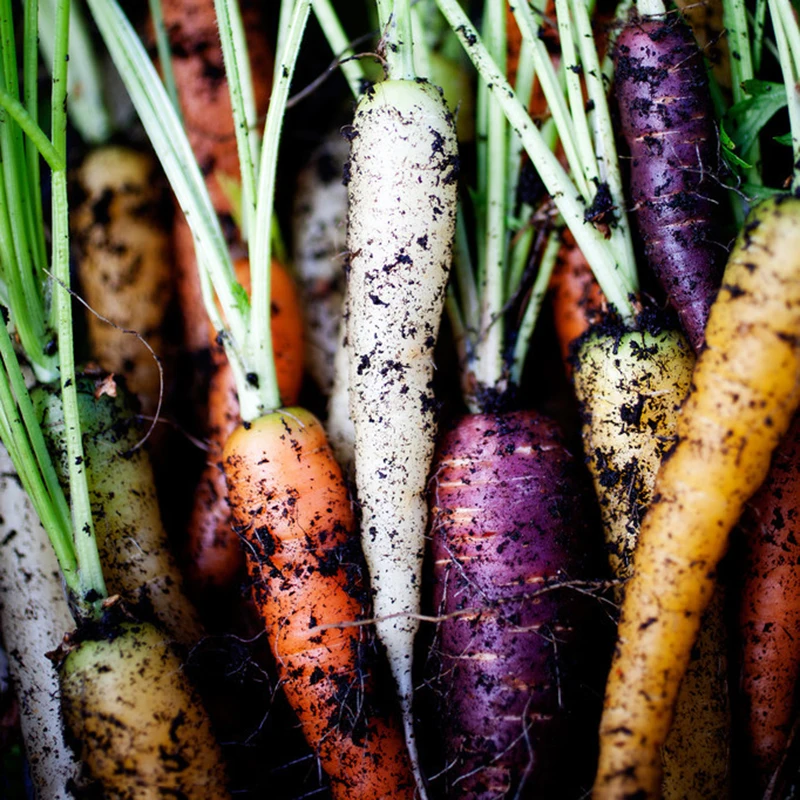 

ZLKING 100PCS Natural Rare Rainbow Carrot Bonsai Nutrition Delicious Healthy Organic Fruit Vegetables for Planting in the Garden