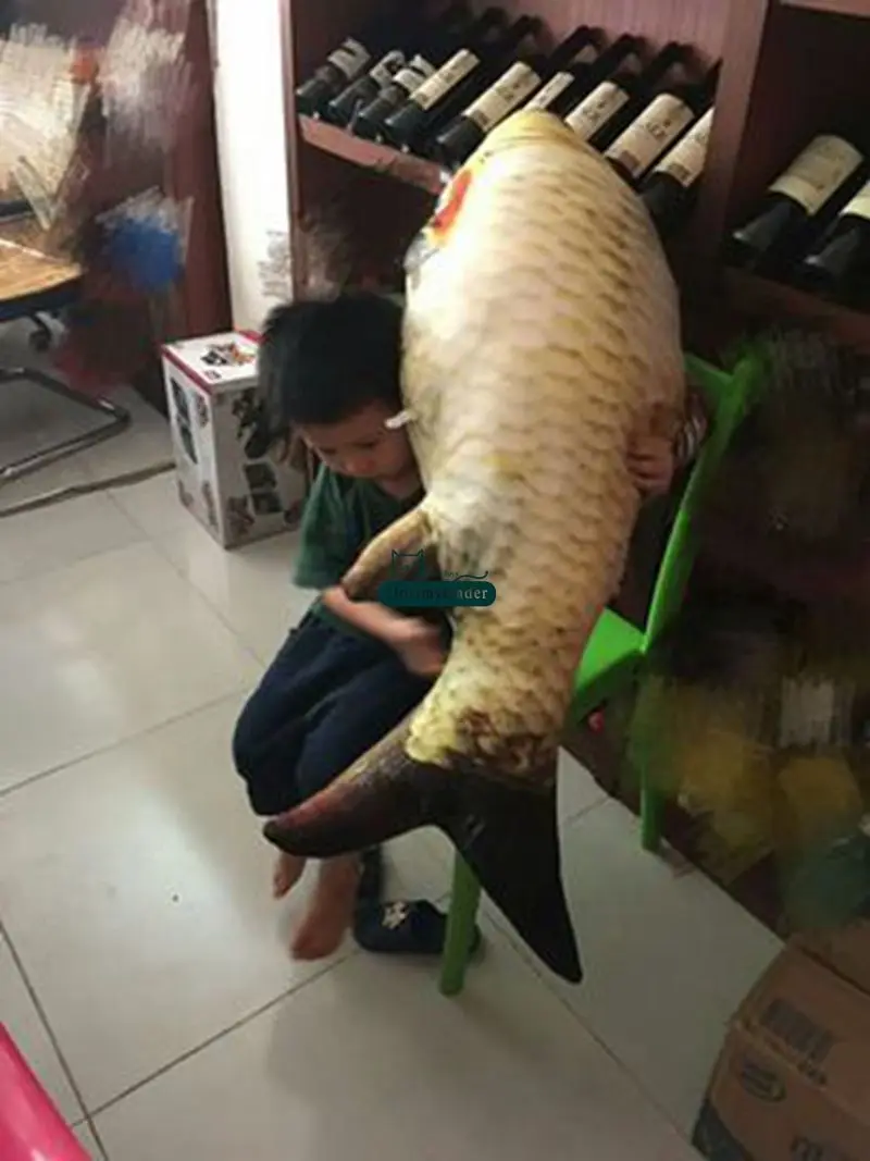 Gambar Pulsk Ikan  Hiu Makan Umpan Besar  Keren Ya Sobat 