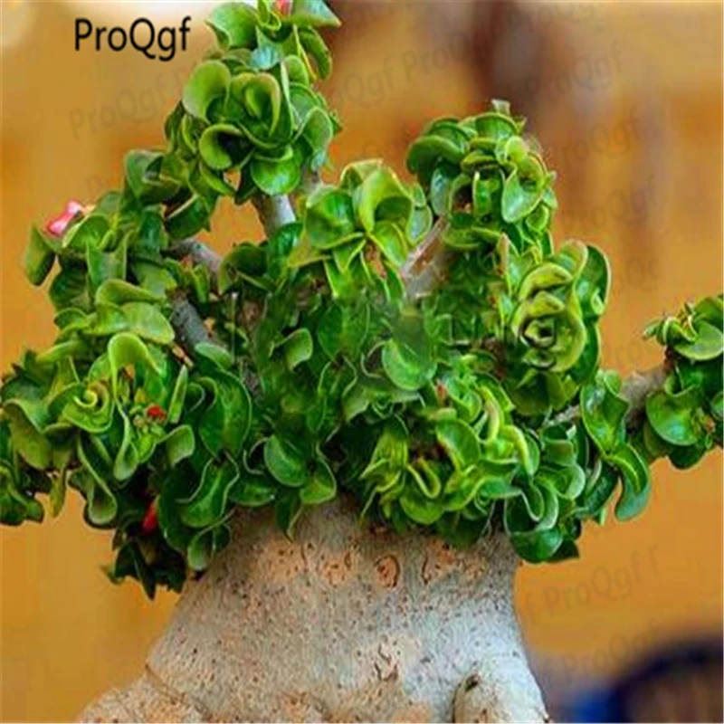 

3Pcs A Set Mini Adenium obesum Desert Rose Plant