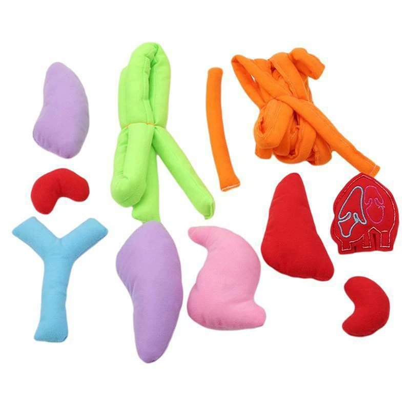 Children Anatomy Apron Human Body Organs Awareness Preschool Science Home School Teaching Aids Educational Insights Toys 5