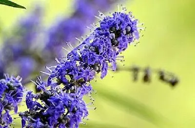 Витекс Chasteberry экстракт,(Agnus Castus) 900 мг, целомудренная ягода сделано в США