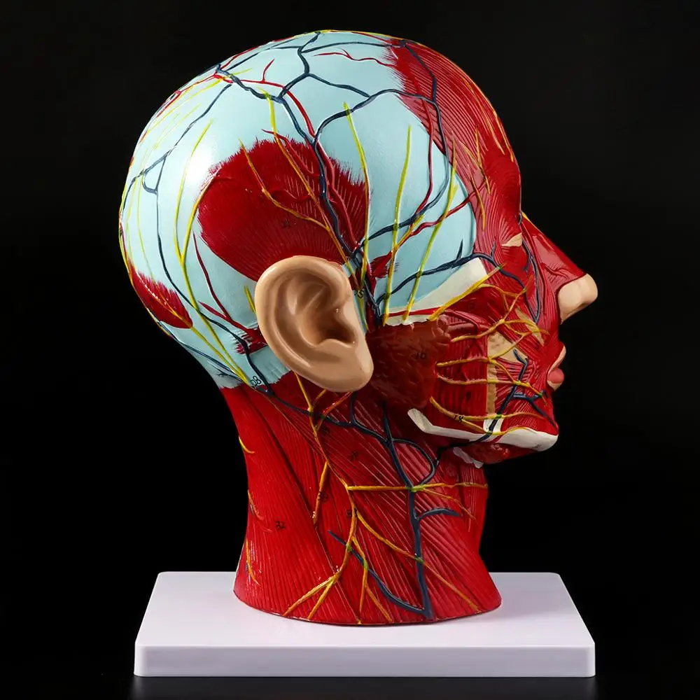 

Human Anatomical Half Head Face Anatomy Medical Brain Neck Median Section Study Model Nerve Blood Vessel For Teaching