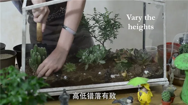 Terrariums9
