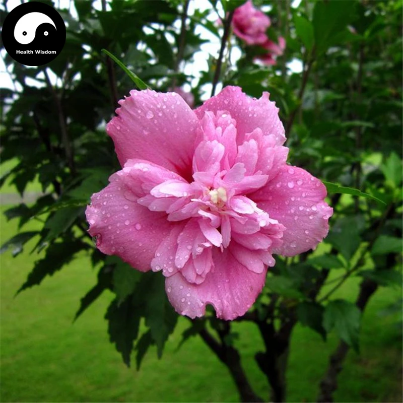

Buy Hibiscus Syriacus Tree Semente 60pcs Plant Chinese Rose Mu Jin