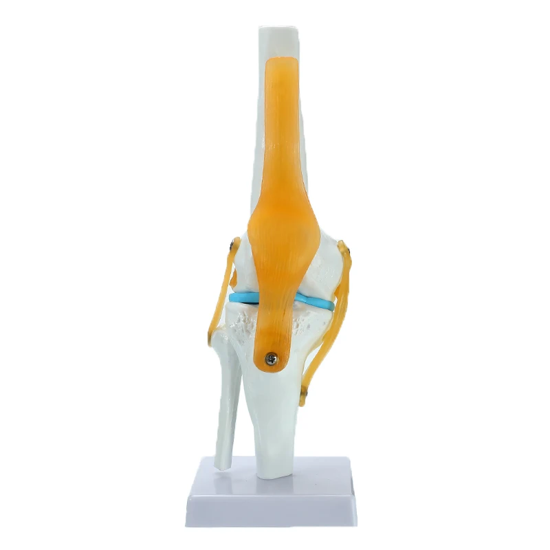 

Human Knee Joint Anatomy Models Skeleton Model with Ligaments Joint Model Medical Science Teaching Supplies