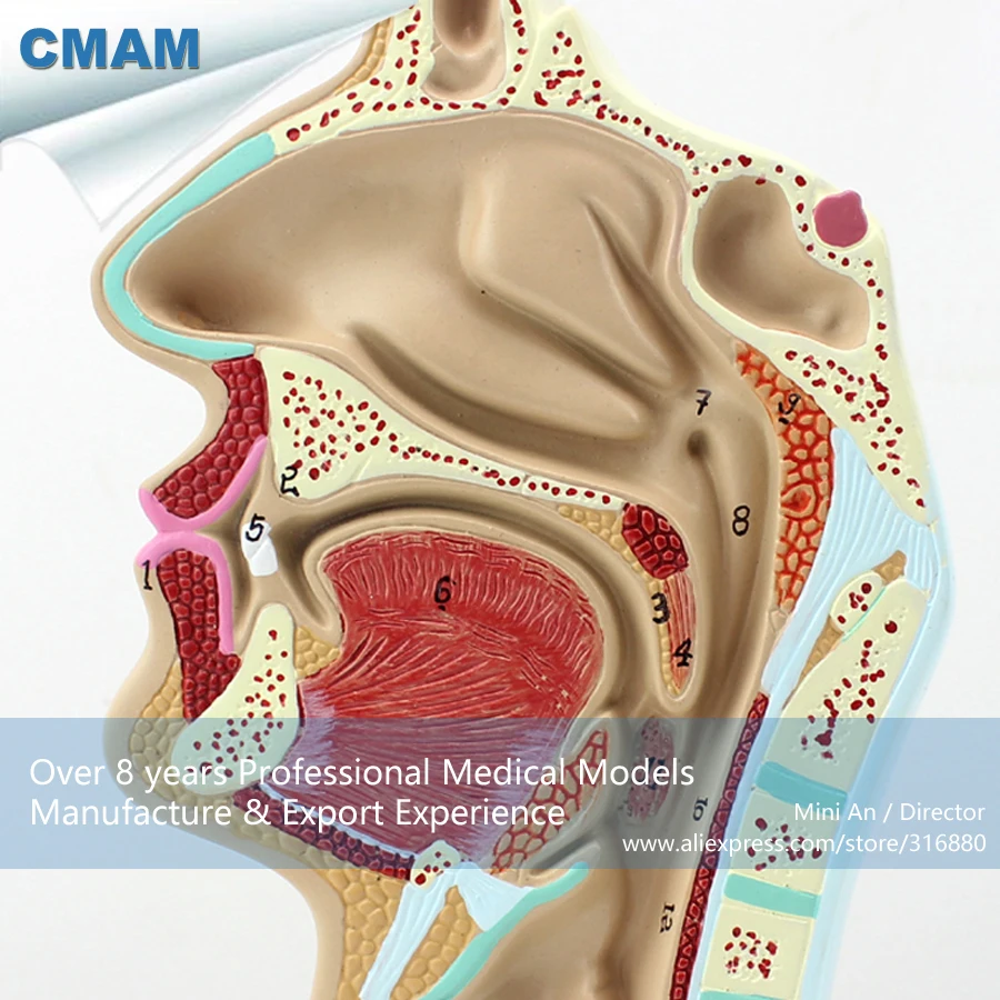 CMAM THROAT05 Human Nasal Cavity Oral Longitudinal Anatomy Model Medical font b Science b font Educational