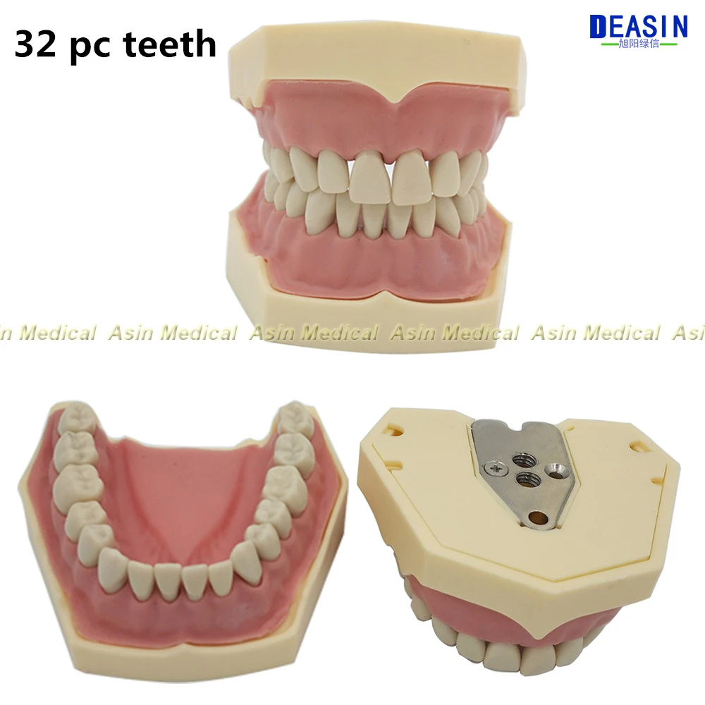 Новая модель зубных зубов из мягкой резинки, съемные 28 шт./32 шт. зубы NISSIN 200 KAVO, модель головы, совместимая с обучением стоматолога