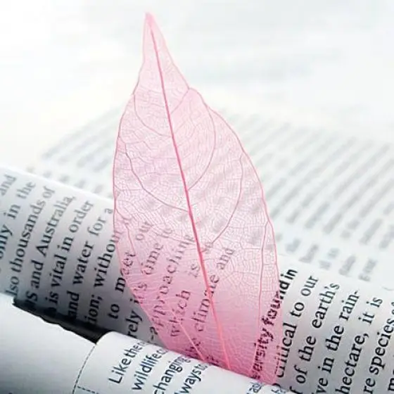 

50Pcs Natural brier Leaves Card Scrapbook - Pink