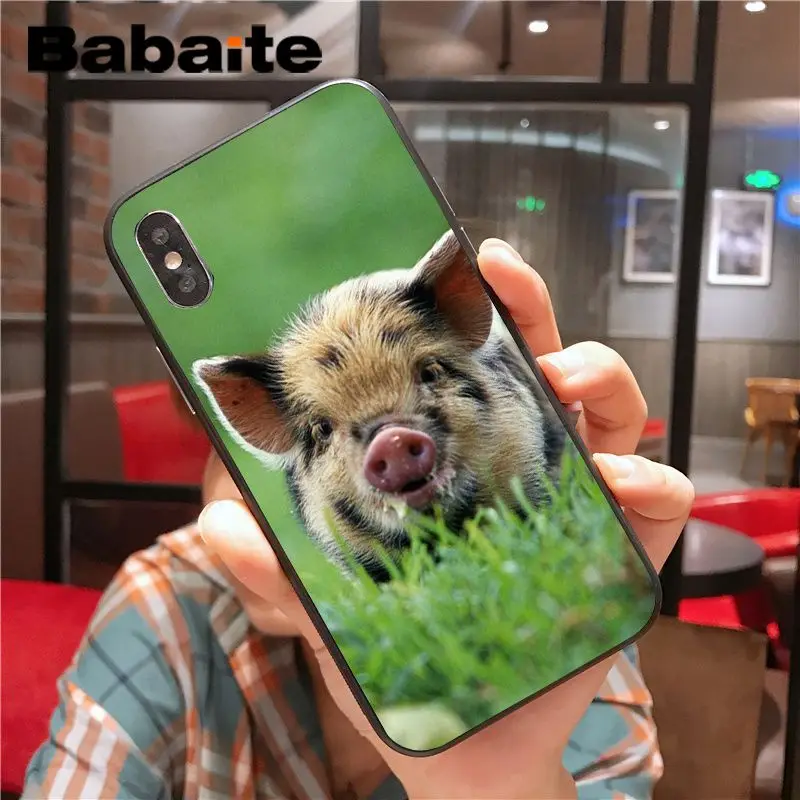 Wild Boar pig animal