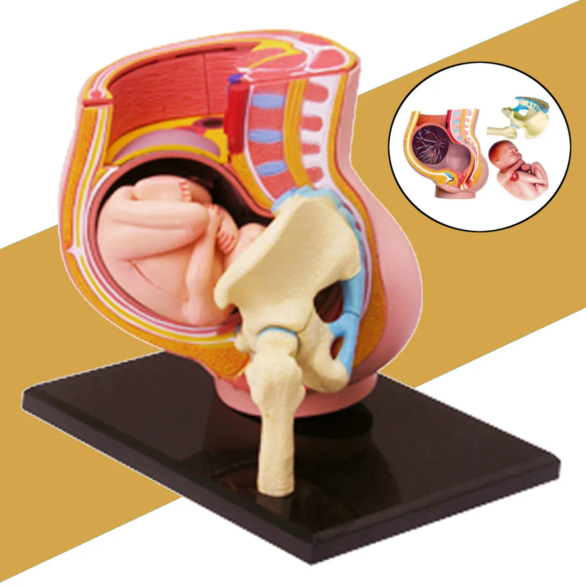 Пластик человека Для женщин Беременные Таз преподавания анатомическая модель с секциями комплекты с ребенком плода собраны научная