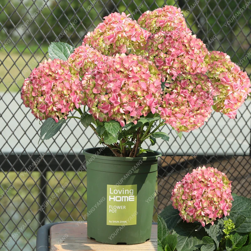 20pcs Mixed Hydrangea Flower Garden Plant Bonsai Viburnum Macrocephalum