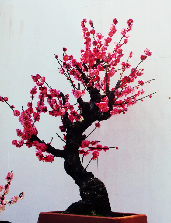 

Promotion! 30 kinds Novel Bonsai Tree Fruit Plant boston ivy Osmanthus coffee bean Osmanthus Paulownia pinus maple Acacia ginkgo