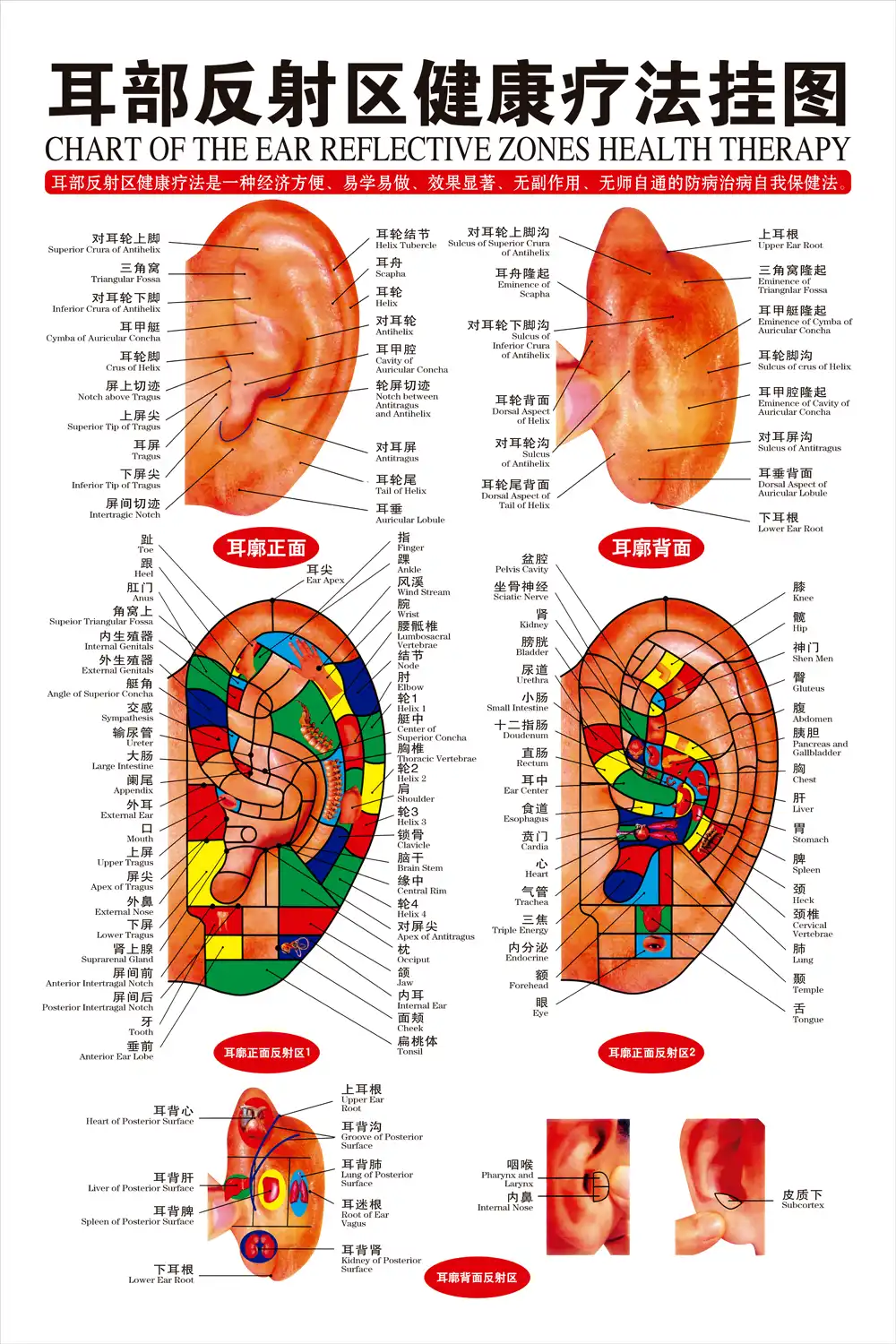 Acupuncture Auricular Points Chart