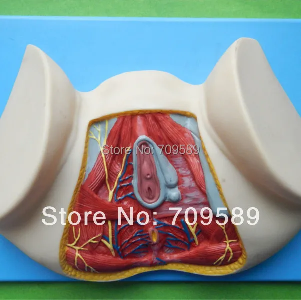 

Advanced Female Perineum Model, Anatomy Perineum model