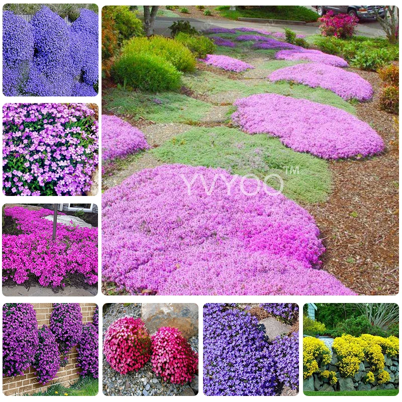 

100pcs Creeping Thyme Bonsai Flower Colorful ROCK CRESS Plant Flower Ground Cover Home Garden Evergreen plant carpet