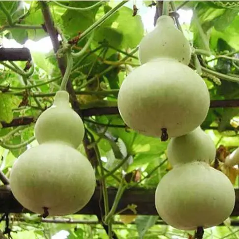 

20 pcs Lovely Green Big Spoon Bottle Gourd Vegetable Garden Supplies Bonsai