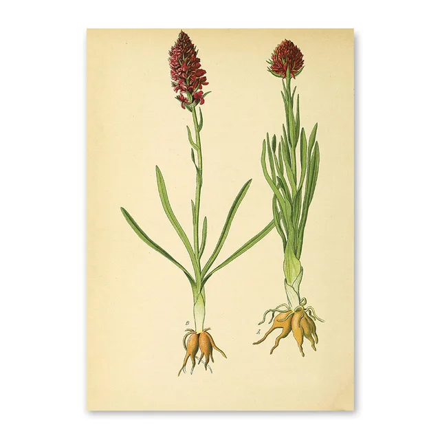 Modern-wall-art-picture-canvas-poster-and-print-Vintage-Botanical-illustrations-floral-murals-living-room-decor.jpg_640x640