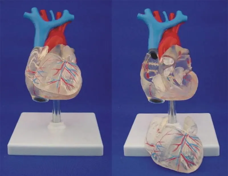 1:1 Размер жизни человеческое Анатомическое Сердце Анатомия прозрачное сердце анатомическая модель учебная медицинская научная образовательная поставка