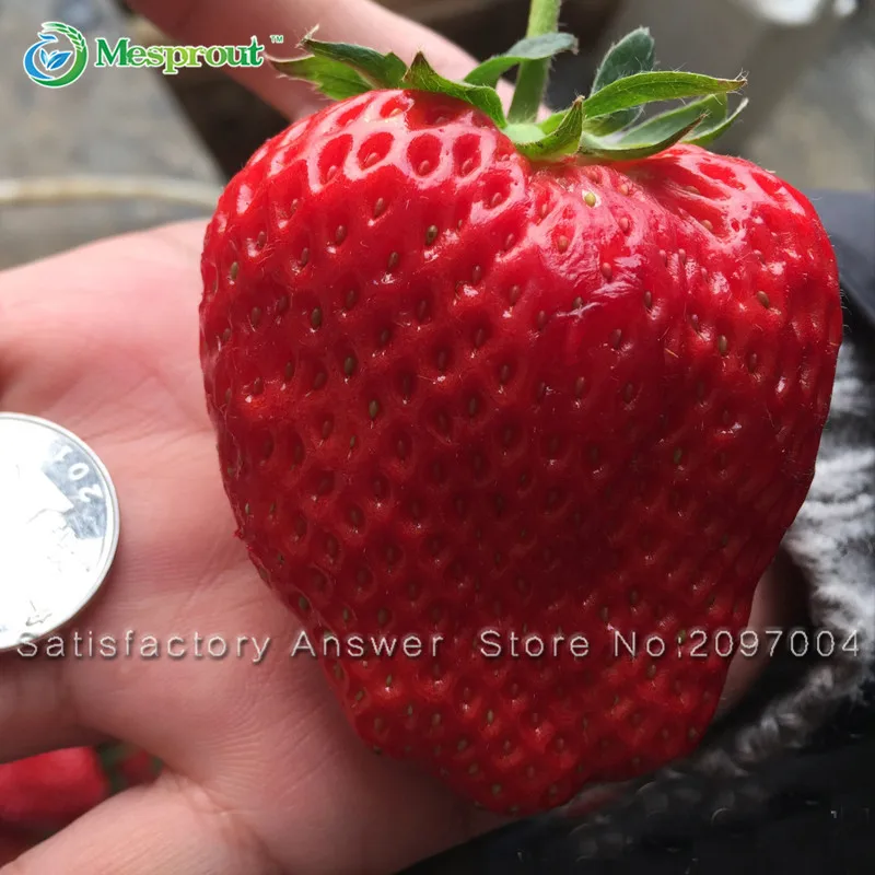 

Loss Promotion! 50PCS Giant Strawberry Fruit Bonsai Garden And Garden Balcony Potted Strawberry Bonsai