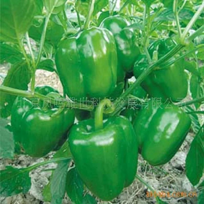 

Jing Fang sweet pepper bonsais 200pcs Vegetable bonsais