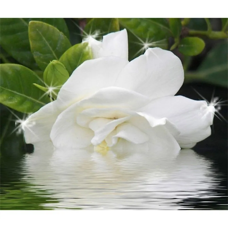 2017 Unframed Prints Art Print Canvas White Rose Flower Modern Home Wall Decor | Дом и сад