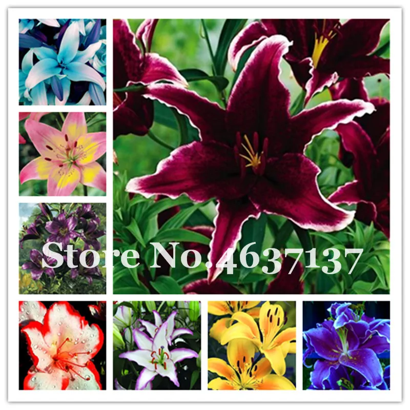 

Rare Lily Flower Bonsai Not Lily Bulbs It Is Bonsai Lily Perfurm Flower Bonsai Pleasant Fragrance Plant For Home Garden 100 Pcs