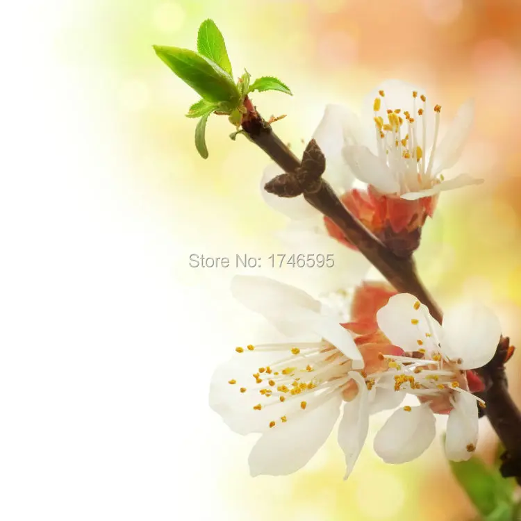flowers-3