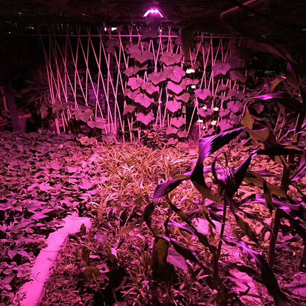 qingjing9