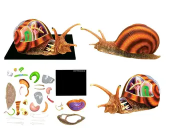 

Free Shipping Anime Animal Anatomy Model 4D Puzzle Assembly Snail Anatomy Assembled Model Kids Science Toys Gifts 22*16*9.5cm