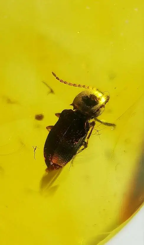 

Cretaceous rare gold helm beetle Burmite Untreated Myanmar Amber insect 100 million year lynx stone men women jewelry accessory