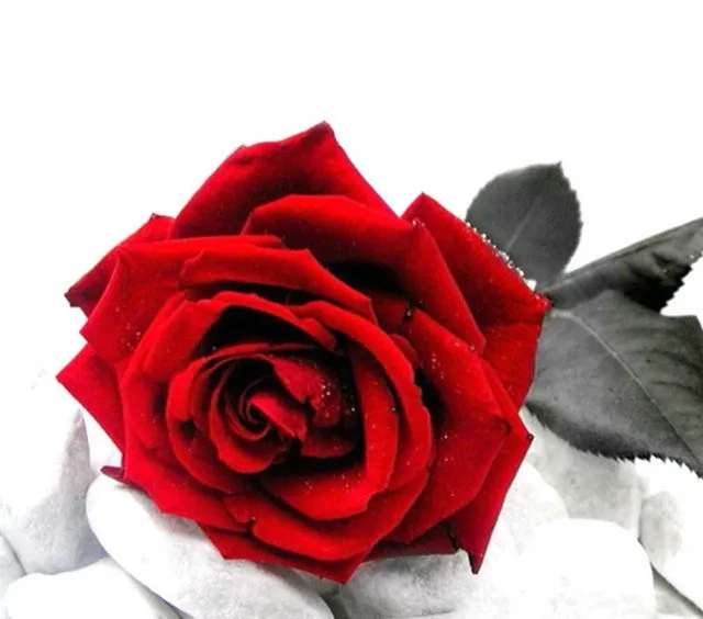

54*48CM Red rose Pattern Needlework DIY Cross Stitch Set Embroidery Kit Counted Cross-Stitching Wall Home Decror
