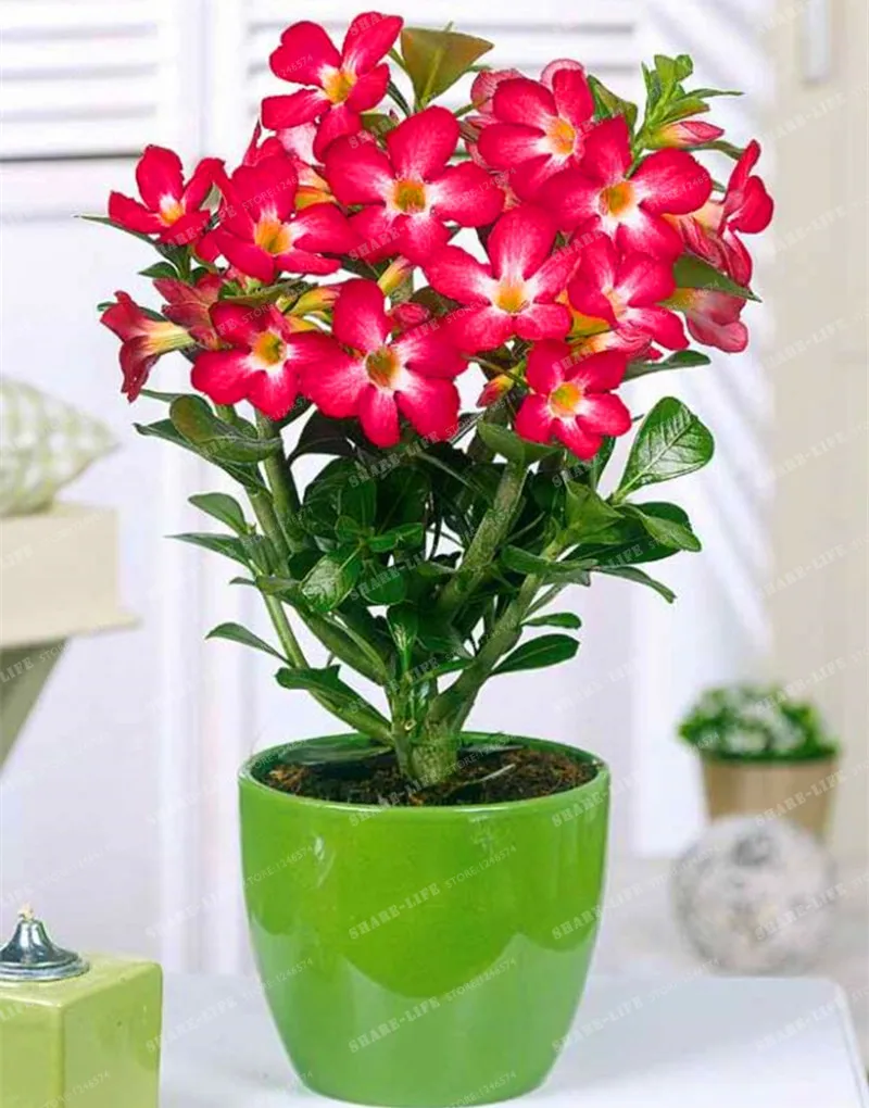 Rare Swaziland Princess Sabi Star Gemini Desert Rose Yellow Adenium Bonsai Plant Home Garden 1PCS Rare Swaziland Princess Sabi Star Gemini Desert Rose Yellow Adenium Bonsai Plant Home Garden 1PCS