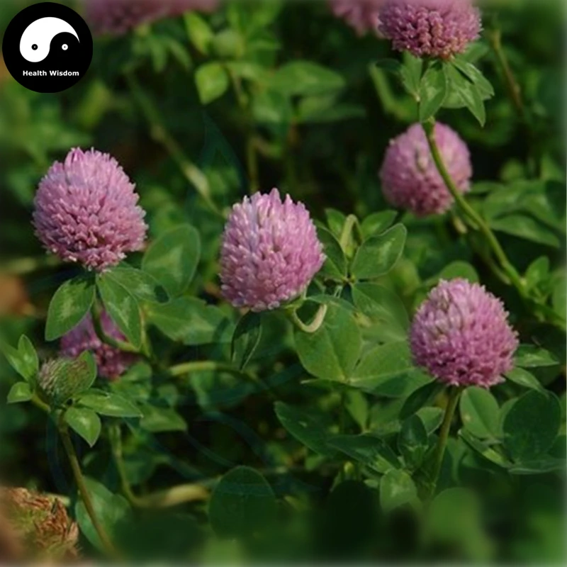 Купить Herba красный клевер Semente 400 шт завод Trifolium Pratense для Hong Che Zhou