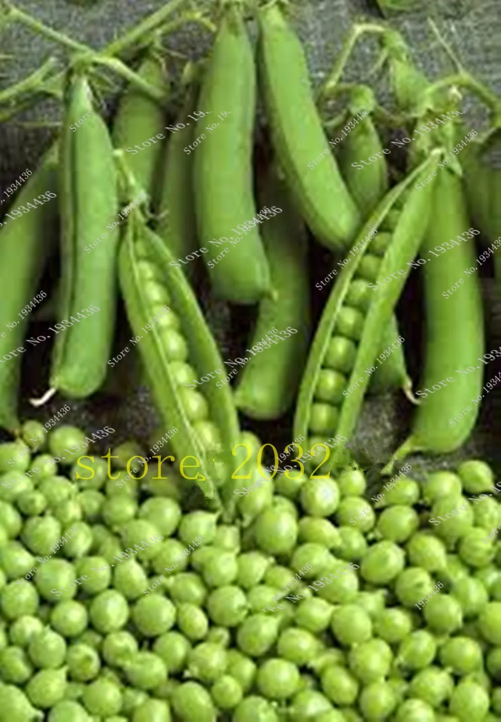 

mini jardim 20 Pcs Bean Green Pea Alpha Russian Organic Heirloom Vegetable For Home Garden Planting Beautiful Bonsai