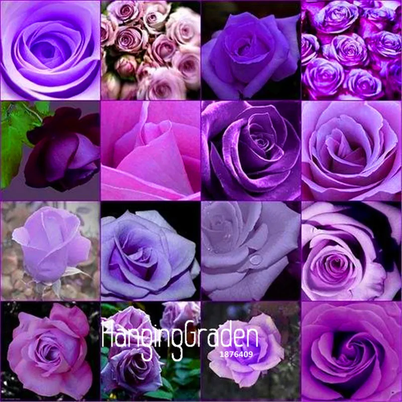 

New Fresh 100 Pcs/Lot cheap rare burpee perfume Colors Purple Rose flores flower bonsai home gardening Outdoor plants garden