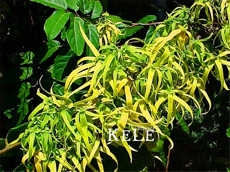 

100 Pcs/Pack Time-Limit!!Cananga odorata, Ylang-Ylang Tree, container or indoor plant flower bonsai