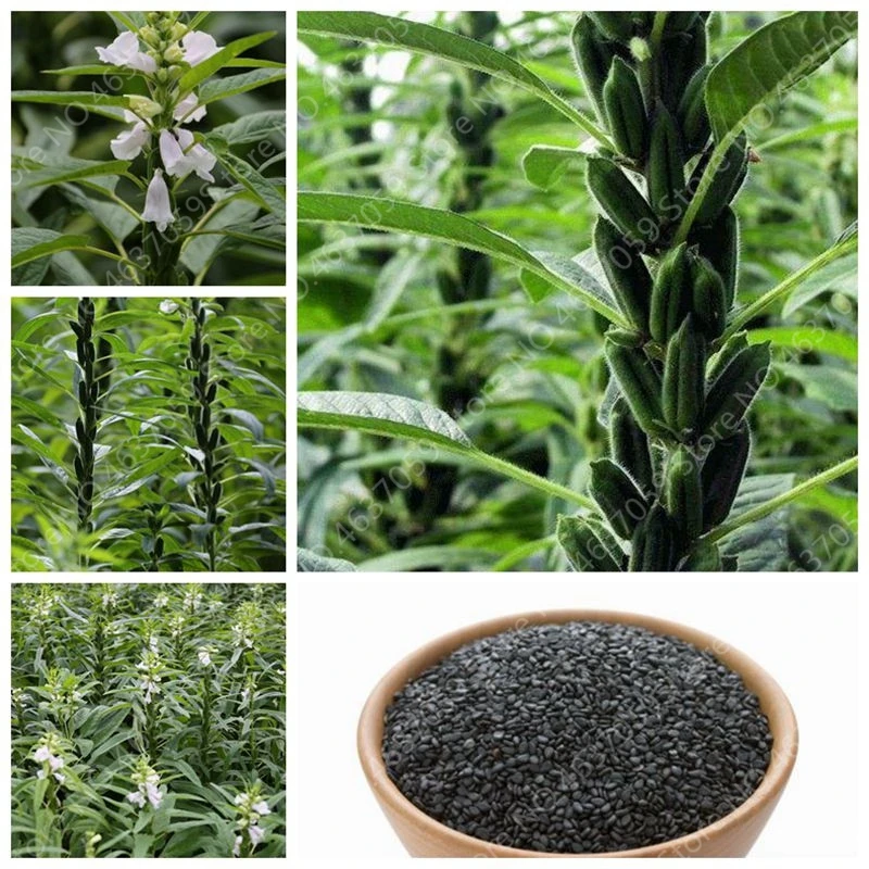 

Imported Bonsai Black Sesame Plant Outdoor Garden Balcony Non-gmo Potted Vegetable Planta for Flower Pot Planters 100 pcs/ bag