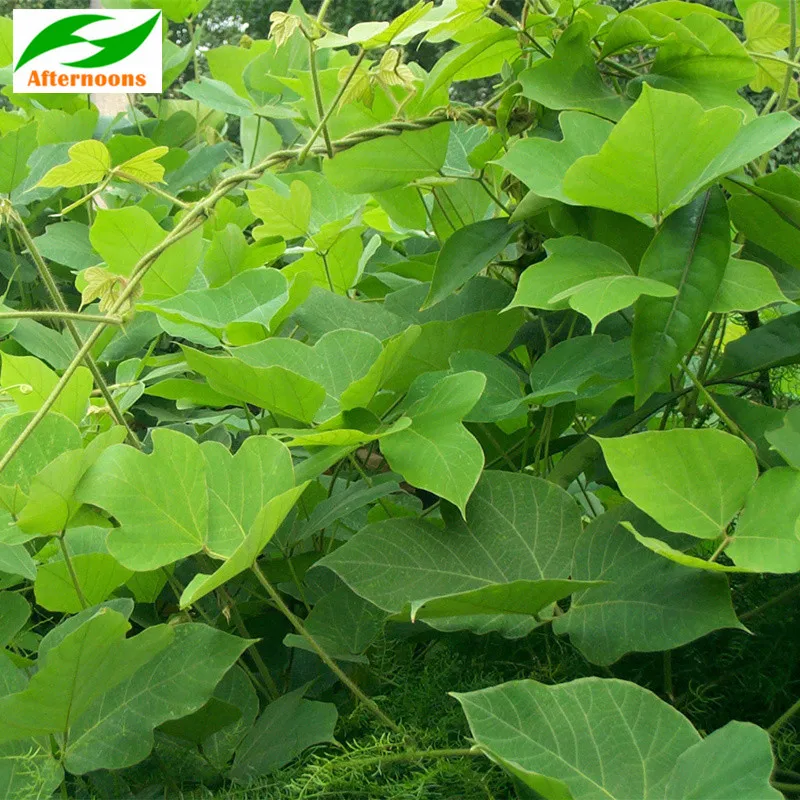 Buy 20PCS CHINA KUDZU SEEDS (Pueraria tuberosa