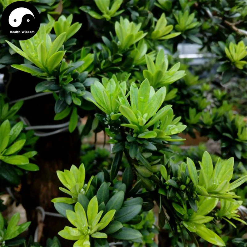 

Buy Podocarpus Macrophyllus Tree Semente 80pcs Plant Zhen Zhu Luo Han Song