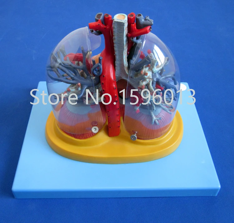 

SALES Transparent lung, trachea and bronchial tree with heart model
