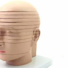 Анатомия головы человека модель головного мозга CTMRI мозговая визуализация лучевая модель для изучения неврологии 12 лист