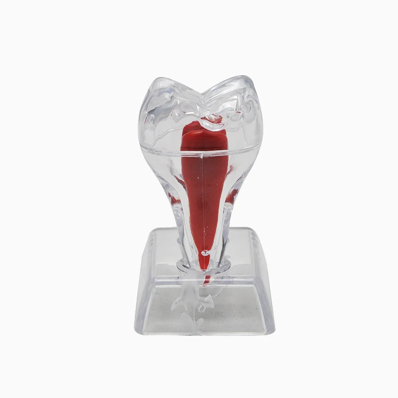  2016 NEW Arrival Dental Crystal Base Hard Plastic Teeth Tooth Molar Model Fit for Smile 