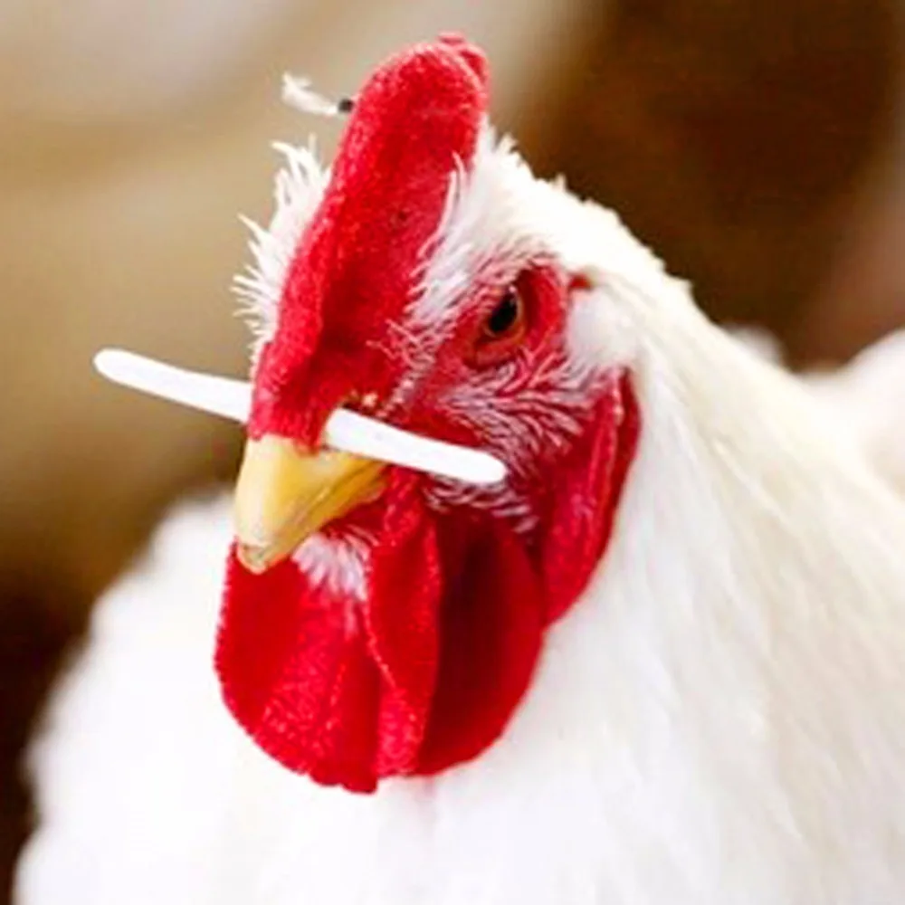 100 шт куриный нос болт 6,9 см куриные очки предотвращают петух есть курица корма сельскохозяйственное оборудование