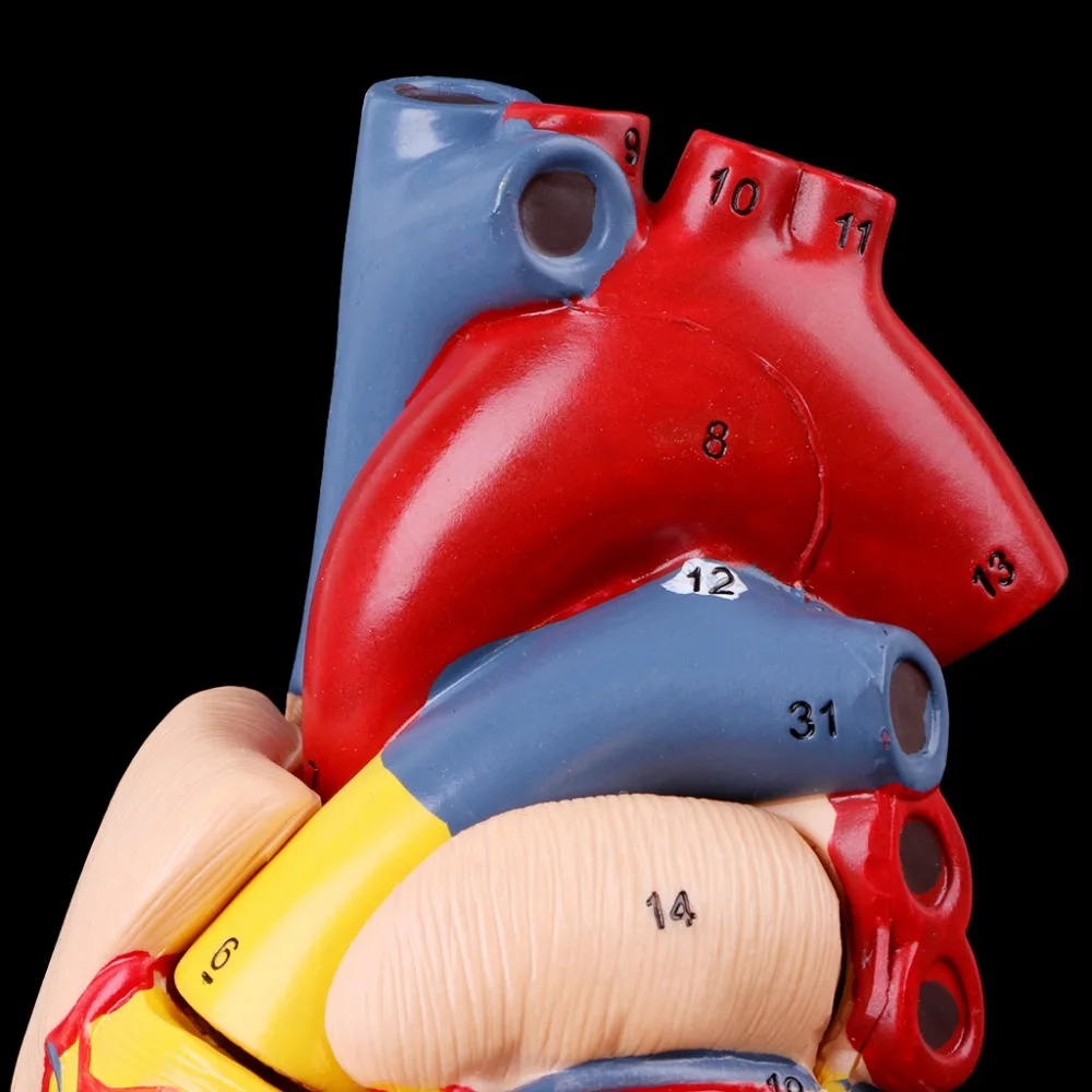 Разобранная анатомическая модель сердца человека анатомия медицинский обучающий инструмент