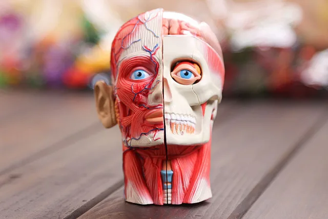 

Human Anatomy dimensional model free model 3d head model head muscle and nerve system mdoel assembled