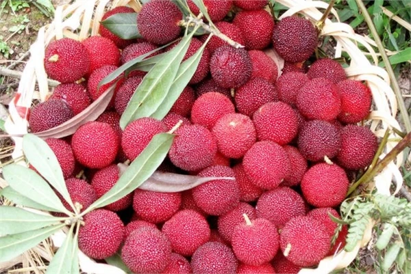 

ZLKING 2017 Hangzhou Fresh Red Waxberry Hybrid Fruit 10 / Pack Very Sweet Juicy Summer Fruit Bonsai