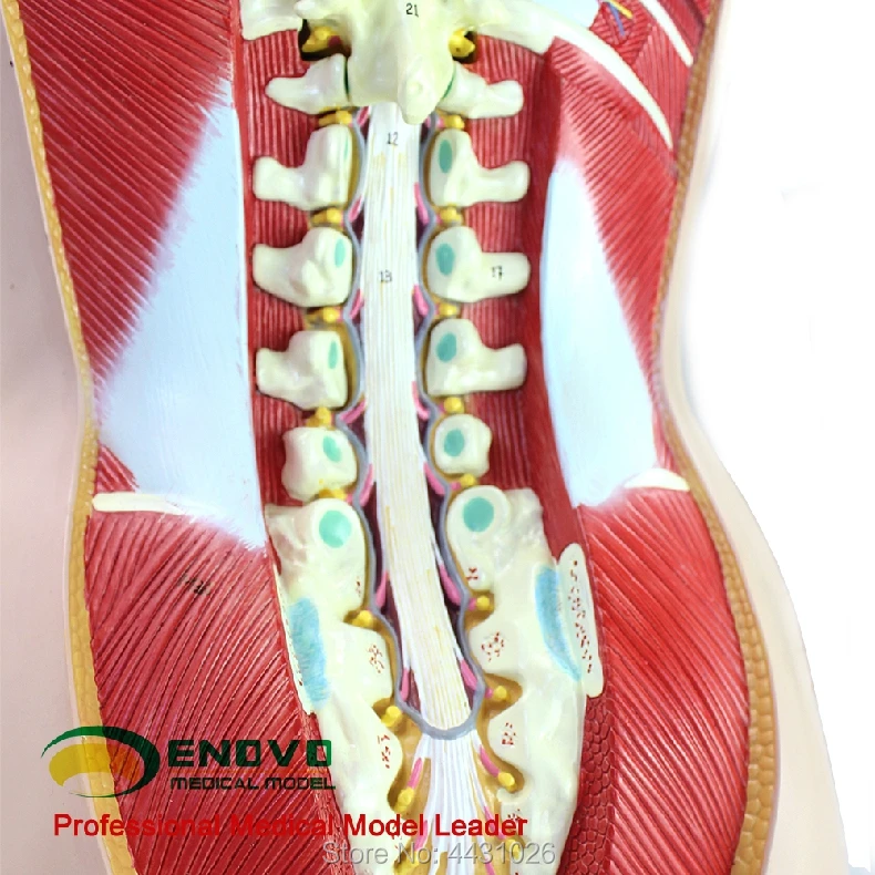 ENOVO 18 деталей 85 см бесполое тела органов структура ткани анатомия модель