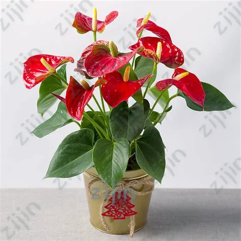 

Rare Flower Anthurium Bonsai Balcony Potted Plant Anthurium Flower Bonsai For DIY Home Garden Easy To Grow 100 Pcs