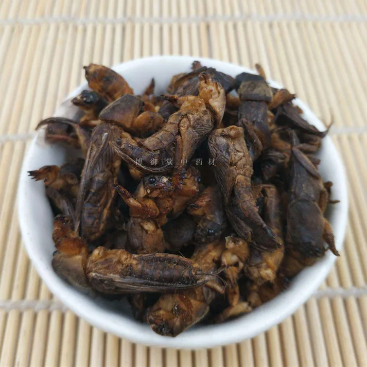 البرية المجففة الخلد الكريكيت 250g لكل حزمة البرية المجففة الخلد الكريكيت 250g لكل حزمة