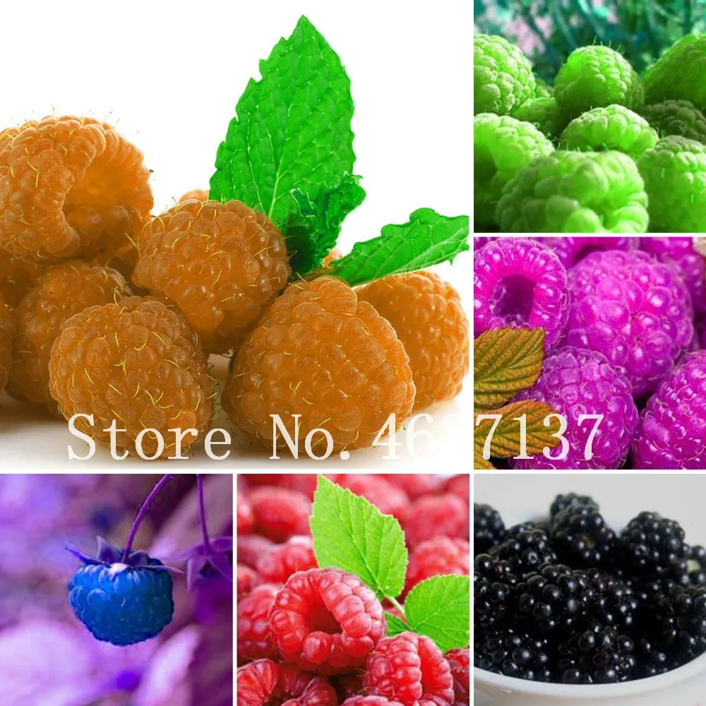 

300 Pcs Rare Raspberry Bonsai Mixed Color Fruit Bush Bonsai For Garden Easy To Grow Bonsai Diy Home Garden Suculentas Raras